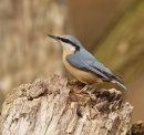 Nuthatch