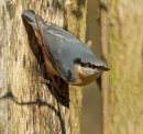 Nuthatch