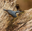 Nuthatch