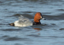 Pochard