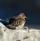 Purple Sandpiper