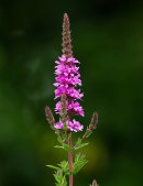 Purple Loosestrife