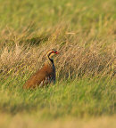 Red Legged Partridge