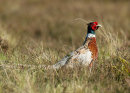 Pheasant