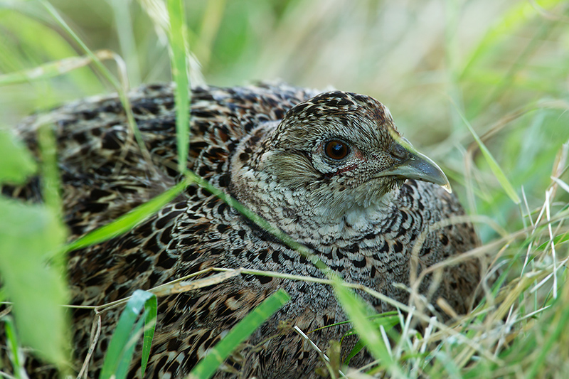 Pheasant