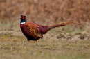 Pheasant