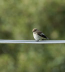 Pied Flycatcher