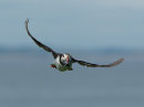 Puffin