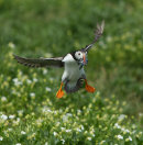 Puffin