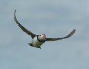 Puffin