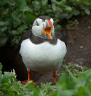 Puffin
