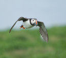 Puffin