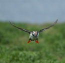 Puffin