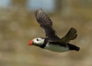 Puffin