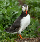 Puffin