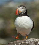 Puffin