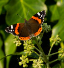 Red Admiral