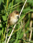 Reed Warbler