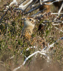 Red Grouse Chick