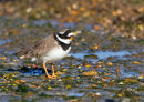 Ringed Plover