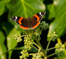 Red Admiral