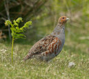 Grey Partridge