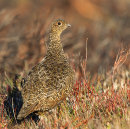 Red Grouse