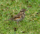 Redwing