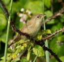 Reed Warbler