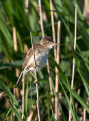 Reed Warbler