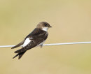 House Martin