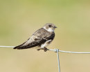 Sand Martin