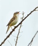 Sedge Warbler