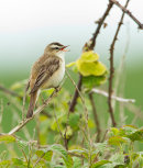 Sedge Warbler