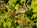 Sedge Warbler