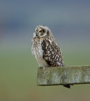 Short Eared Owl