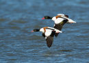 Shelducks