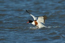 Shelduck