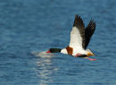 Shelduck