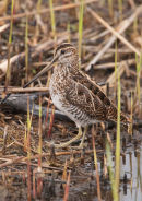 Snipe