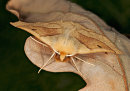 Scalloped Oak