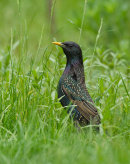 Starling