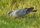 Stock Dove