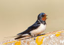 Swallow
