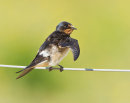Swallow