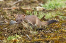 Stoat