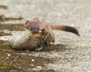 Stoat