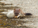 Stoat