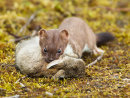 Stoat