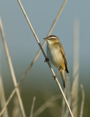 Sedge Warbler